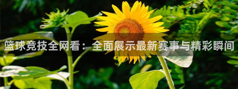 雨燕360体育直播故障解决：篮球竞技全网看：全面展示最新赛事与精彩瞬间